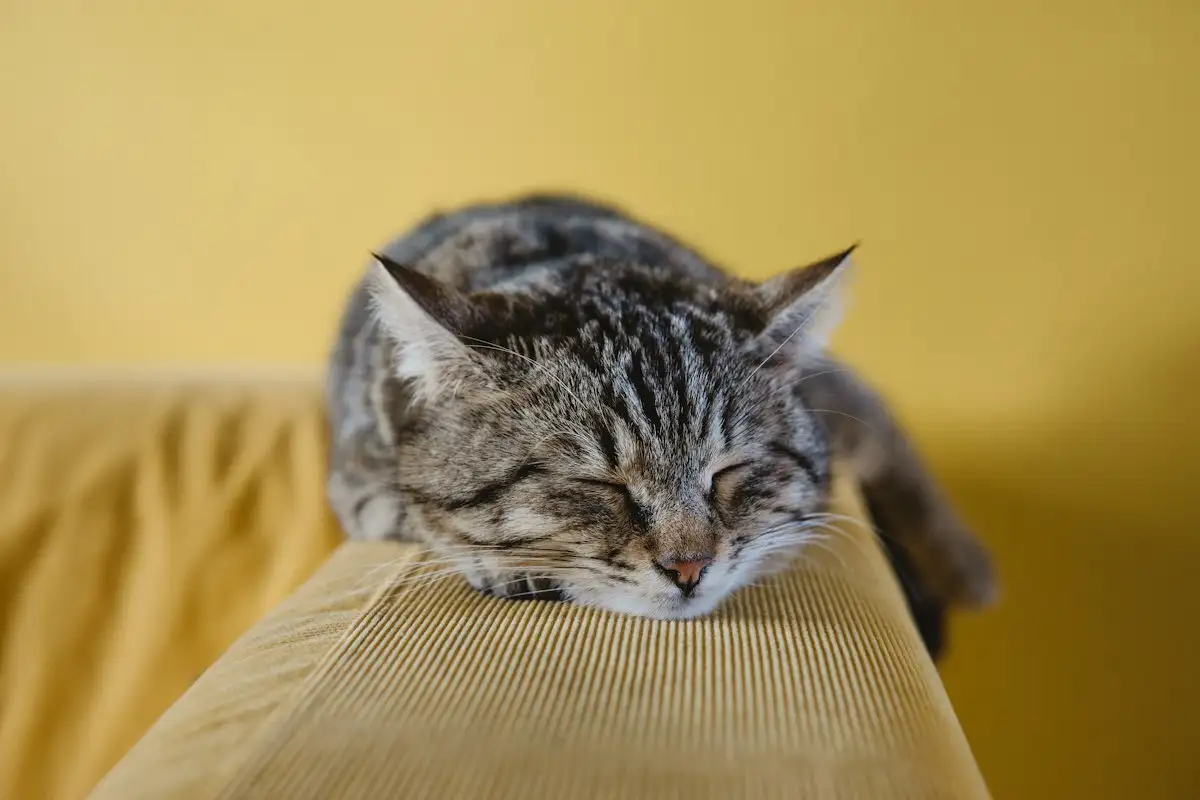 Cats too